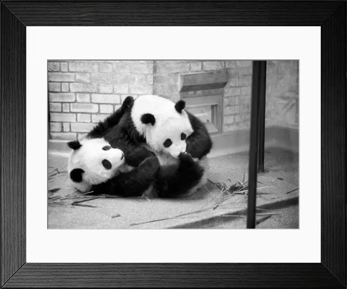 Framed Print : Bears: Cute: Panda s: Ching-Ching and Chia-Chia frolicking at London Zoo Framed Print : Bears: Cute: Panda s: Ching-Ching and Chia-Chia frolicking at London Zoo