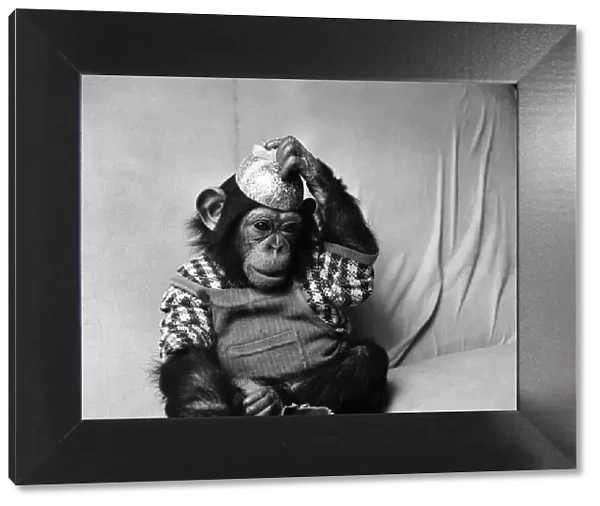 Animals: Cute: Chimp. March 1975 75-01526-012