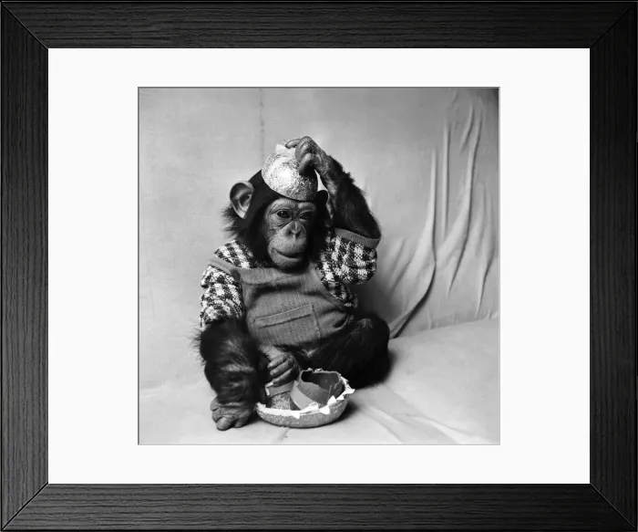 Framed Print : Animals: Cute: Chimp. March 1975 75-01526-012 Framed Print : Animals: Cute: Chimp. March 1975 75-01526-012