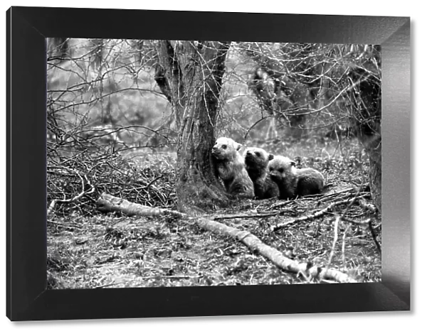 Whipsnade Zoo. Brown Bears. March 1975 75-01658-003