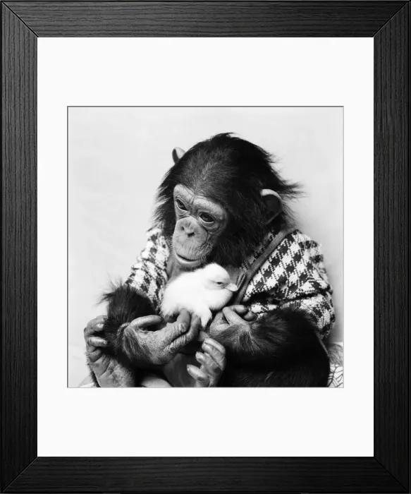 Framed Print : Animals: Cute: Chimp. March 1975 75-01526-014 Framed Print : Animals: Cute: Chimp. March 1975 75-01526-014