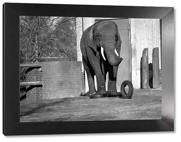 Animals: London Zoo: Elephant. January 1977 77-00026-014