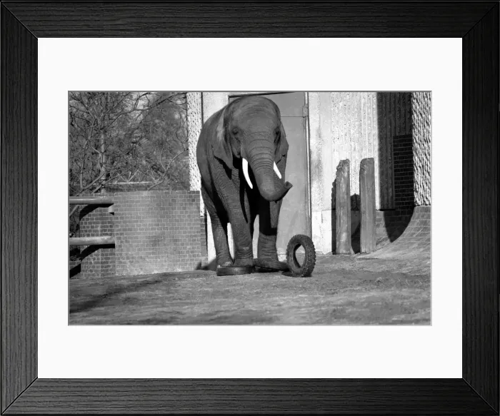 Framed Print : Animals: London Zoo: Elephant. January 1977 77-00026-014