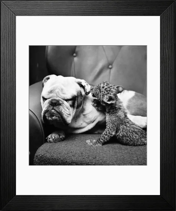 Framed Print : Animals: Cute: Bulldog. March 1975 75-01526