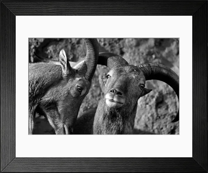 Framed Print : Animals: London Zoo: Goats. January 1977 77-00026-012 Framed Print : Animals: London Zoo: Goats. January 1977 77-00026-012