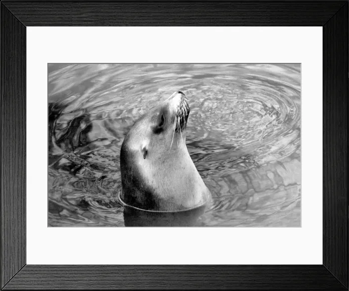 Framed Print : Animals: London Zoo: Sea Lion. January 1977 77-00026