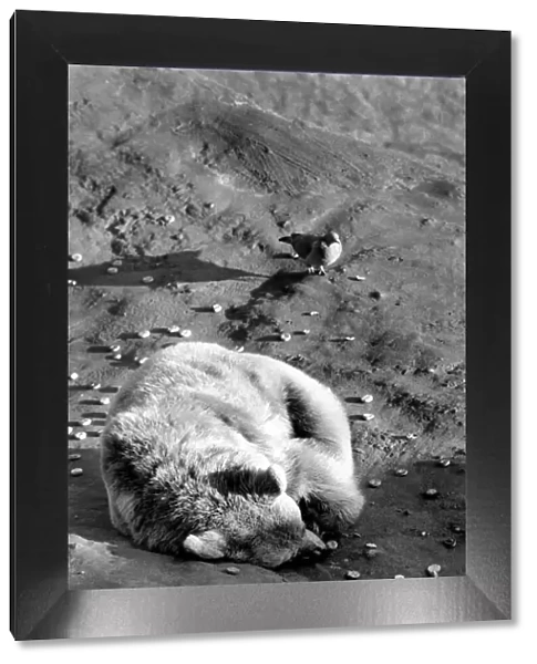 Animals: London Zoo: Polar Bear. January 1977 77-00026-006