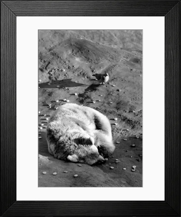 Framed Print : Animals: London Zoo: Polar Bear. January 1977 77-00026-006 Framed Print : Animals: London Zoo: Polar Bear. January 1977 77-00026-006
