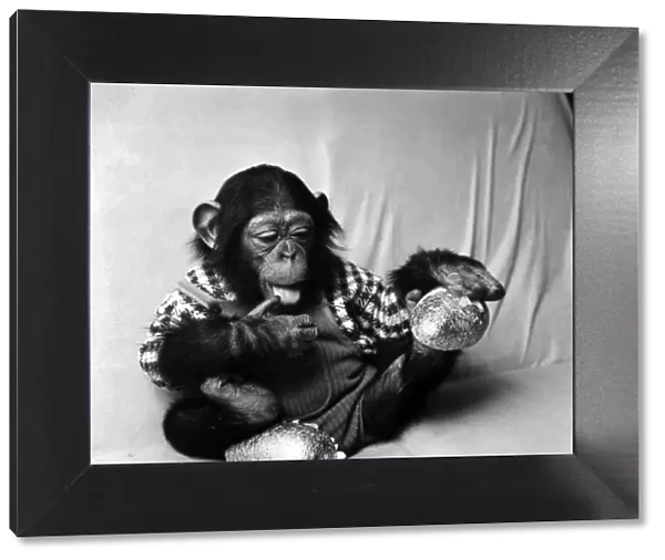 Animals: Cute: Chimp. March 1975 75-01526-004