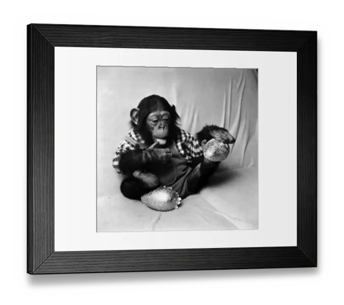 Framed Print : Animals: Cute: Chimp. March 1975 75-01526-004 Framed Print : Animals: Cute: Chimp. March 1975 75-01526-004