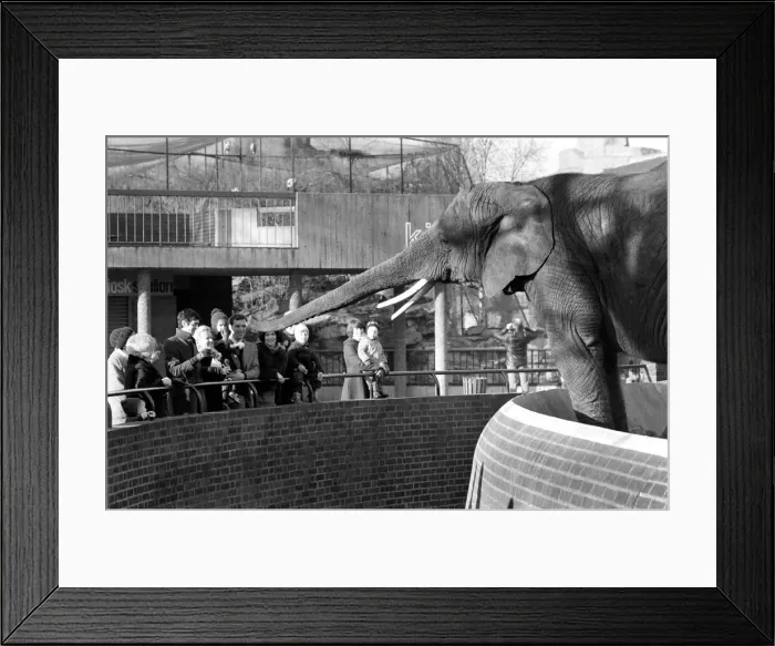 Framed Print : Animals: London Zoo: Elephant. January 1977 77-00026-003 Framed Print : Animals: London Zoo: Elephant. January 1977 77-00026-003