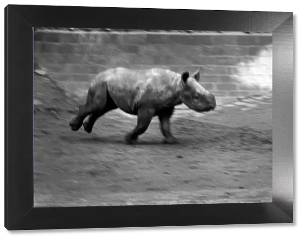 Animals. London Zoo: Rhino. January 1976 76-00002-029