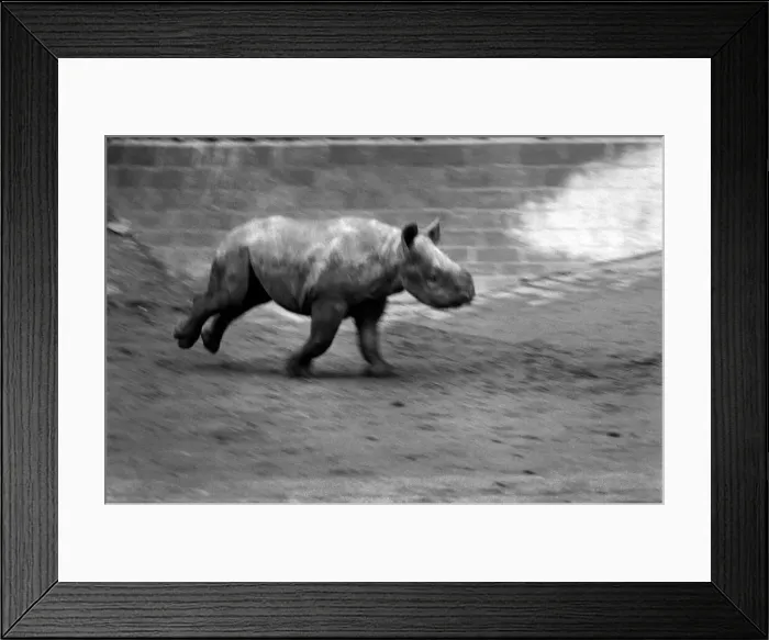 Framed Print : Animals. London Zoo: Rhino. January 1976 76-00002-029
