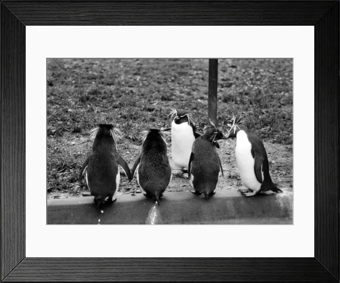 Framed Print : Animals: London Zoo. January 1976 76-00002-002 Penguin