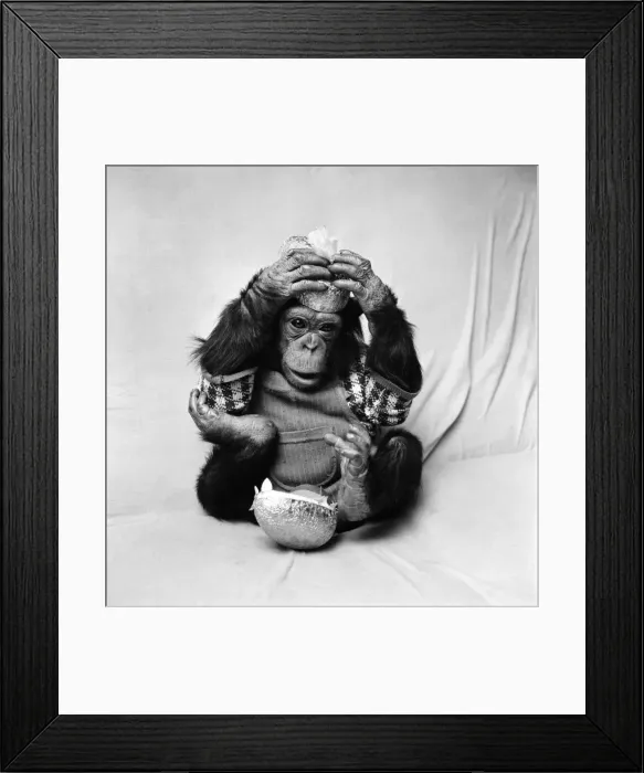 Framed Print : Animals: Cute: Chimp. March 1975 75-01526-013 Framed Print : Animals: Cute: Chimp. March 1975 75-01526-013