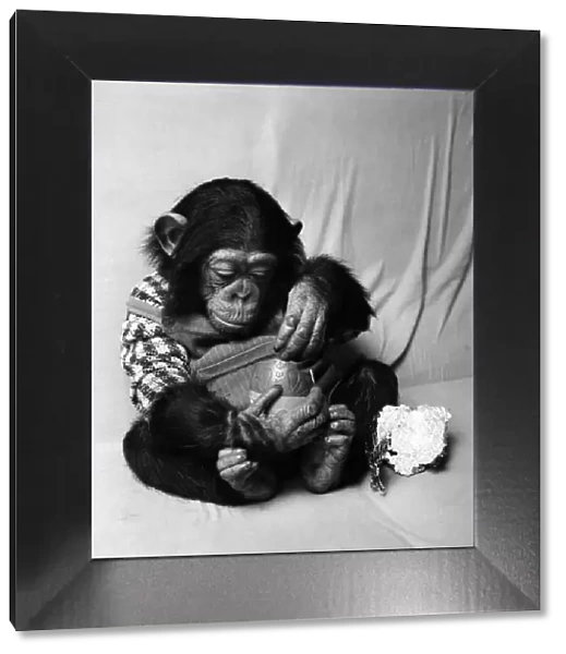 Animals: Cute: Chimp. March 1975 75-01526-008