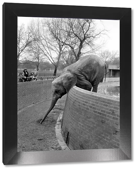 Animals. London Zoo: Elephant. January 1976 76-00002-019