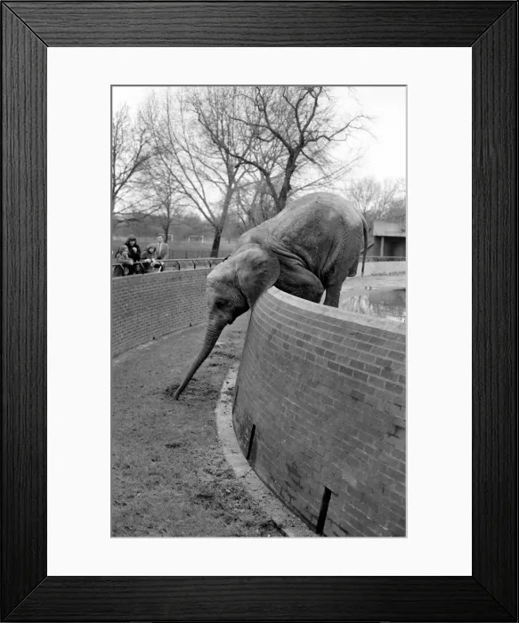 Framed Print : Animals. London Zoo: Elephant. January 1976 76-00002-019 Framed Print : Animals. London Zoo: Elephant. January 1976 76-00002-019