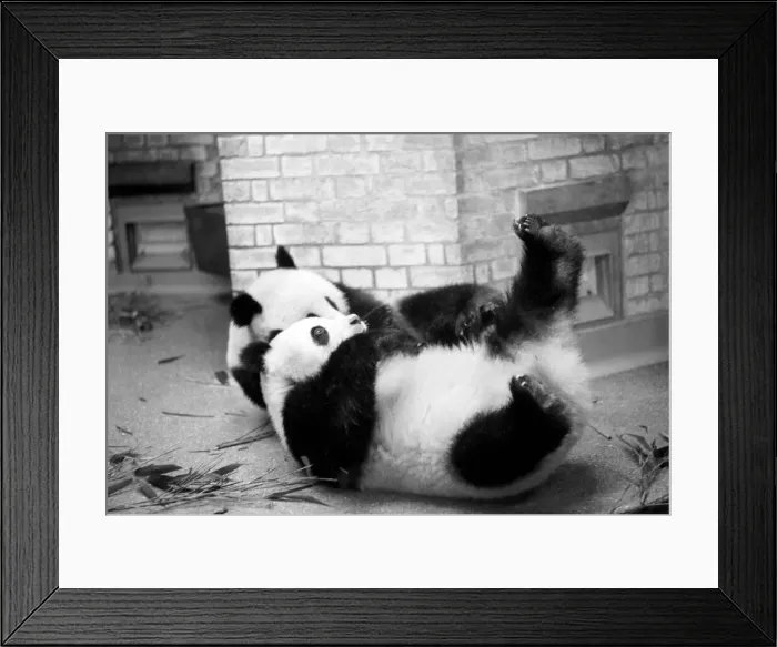 Framed Print : Bears: Cute: Panda s: Ching-Ching and Chia-Chia frolicking at London Zoo