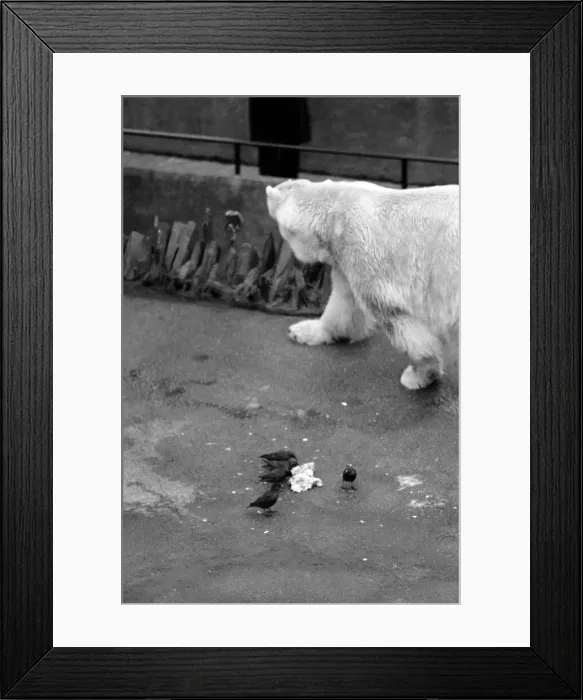 Framed Print : Animals. London Zoo. January 1976 76-00002-015