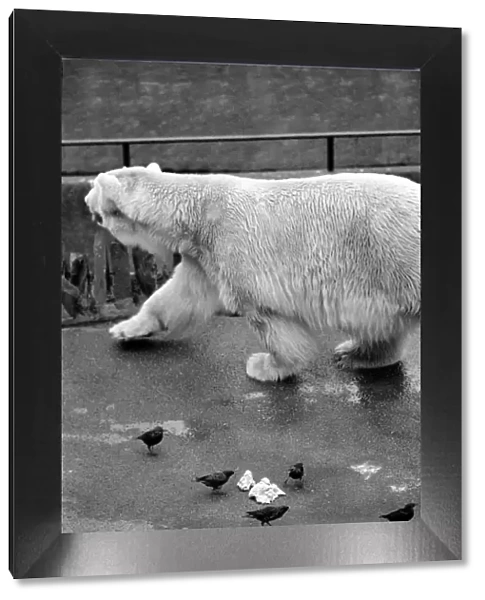 Animals. London Zoo. January 1976 76-00002-017