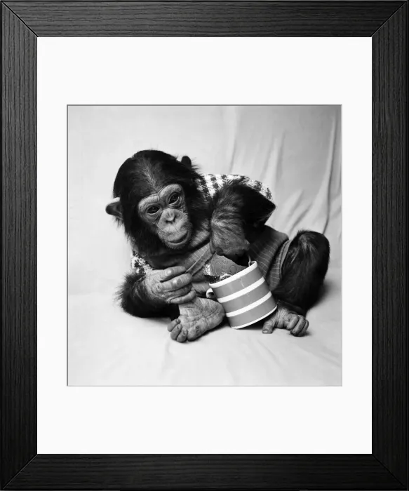 Framed Print : Animals: Cute: Chimp. March 1975 75-01526-005 Framed Print : Animals: Cute: Chimp. March 1975 75-01526-005