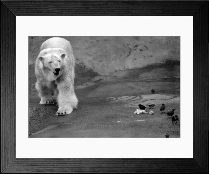 Framed Print : Animals. London Zoo. January 1976 76-00002-014 Framed Print : Animals. London Zoo. January 1976 76-00002-014