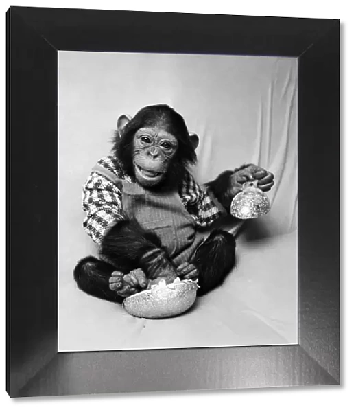 Animals: Cute: Chimp. March 1975 75-01526-003
