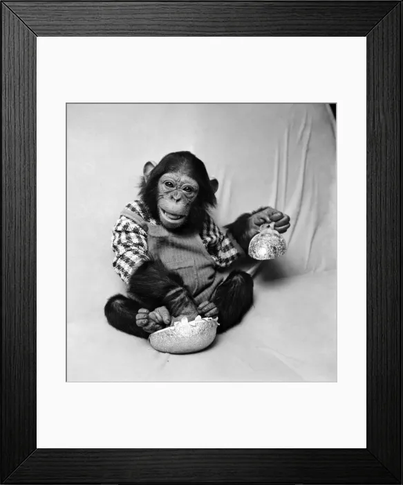 Framed Print : Animals: Cute: Chimp. March 1975 75-01526-003 Framed Print : Animals: Cute: Chimp. March 1975 75-01526-003