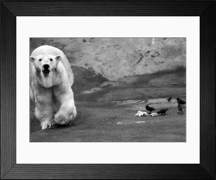Framed Print : Animals. London Zoo. January 1976 76-00002-002