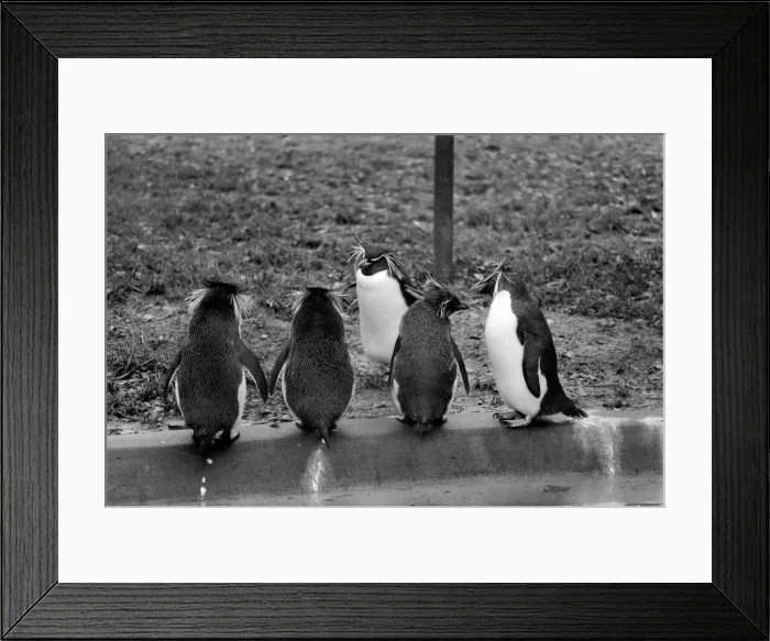 Framed Print : Animals. London Zoo. January 1976 76-00002-001 Penguin Framed Print : Animals. London Zoo. January 1976 76-00002-001 Penguin
