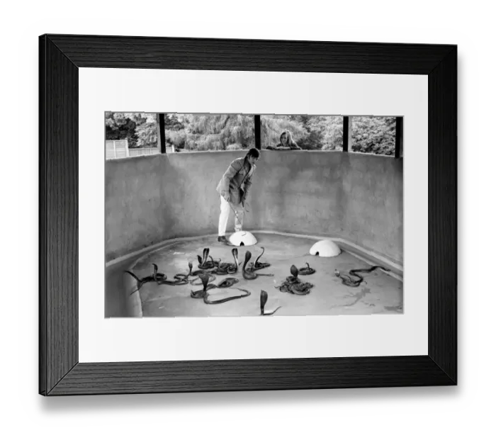 Framed Print : Snakes: Watched warily by his wife Patricia, snake handler Peter Waters goes back to work