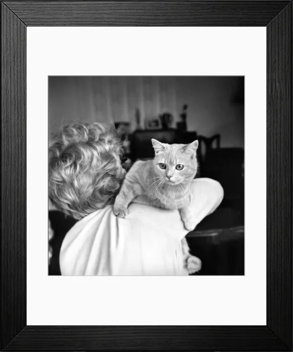 Framed Print : Show Winning Cat: Tewhit Cream Pelmet a show winner for Mrs Framed Print : Show Winning Cat: Tewhit Cream Pelmet a show winner for Mrs