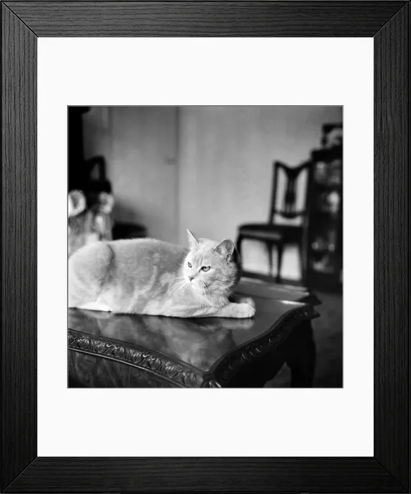 Framed Print : Show Winning Cat: Tewhit Cream Pelmet a show winner for Mrs