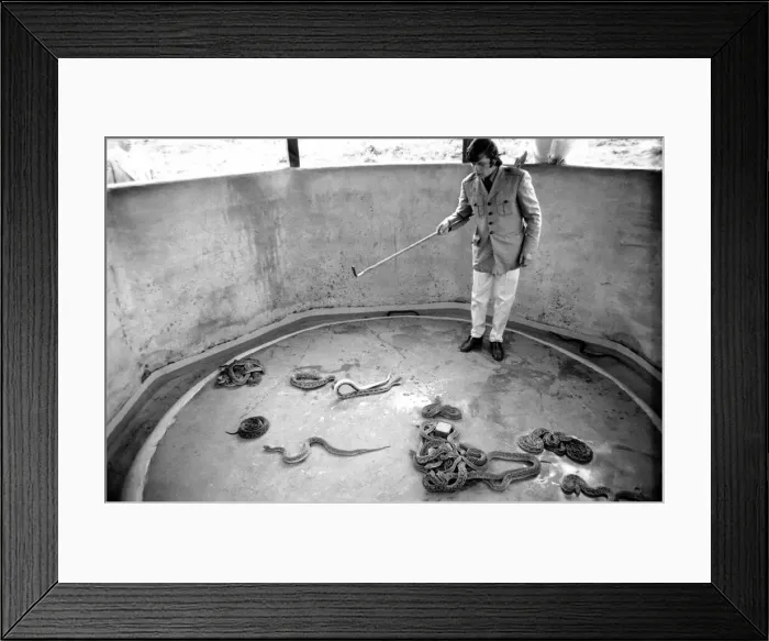 Framed Print : Snakes: Watched warily by his wife Patricia, snake handler Peter Waters goes back to work