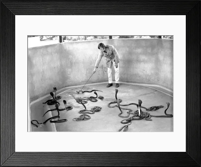 Framed Print : Snakes: Watched warily by his wife Patricia, snake handler Peter Waters goes back to work Framed Print : Snakes: Watched warily by his wife Patricia, snake handler Peter Waters goes back to work