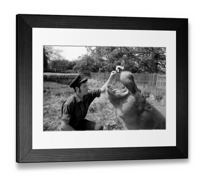 Framed Print : Hippo at Chessington Zoo: Ben the Chessington Zoo Hippopotamus who weighs about 1 ton