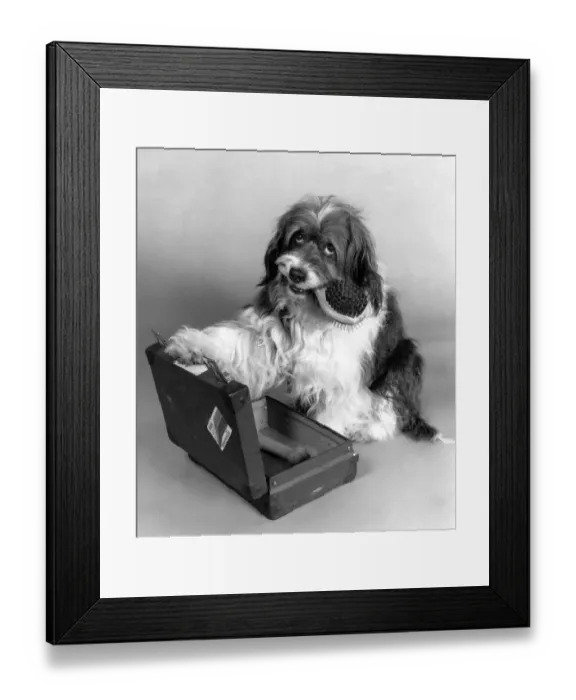 Framed Print : Pippin, the movie star mongrel discovered by the Mirror