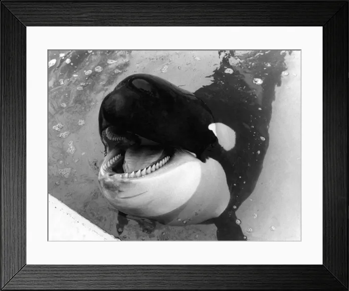 Framed Print : Nemo in his Clacton Pier pool. February 1985 P006483 Framed Print : Nemo in his Clacton Pier pool. February 1985 P006483