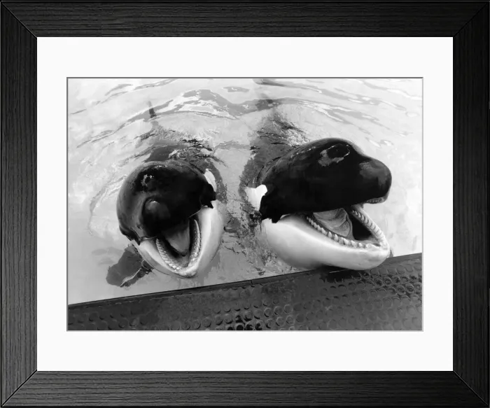 Framed Print : Whales: Together Winnie and Nemo. May 1986 P006479 Framed Print : Whales: Together Winnie and Nemo. May 1986 P006479