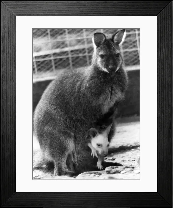Framed Print : Kangaroo and her off spring. April 1979 P006473