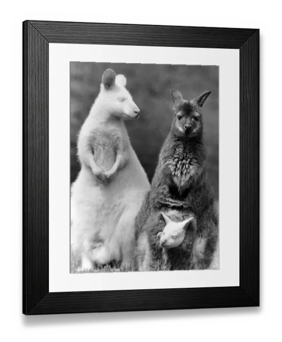 Framed Print : A New Line in Jumpers: What do you get when you cross a white wallaby with a brown Framed Print : A New Line in Jumpers: What do you get when you cross a white wallaby with a brown