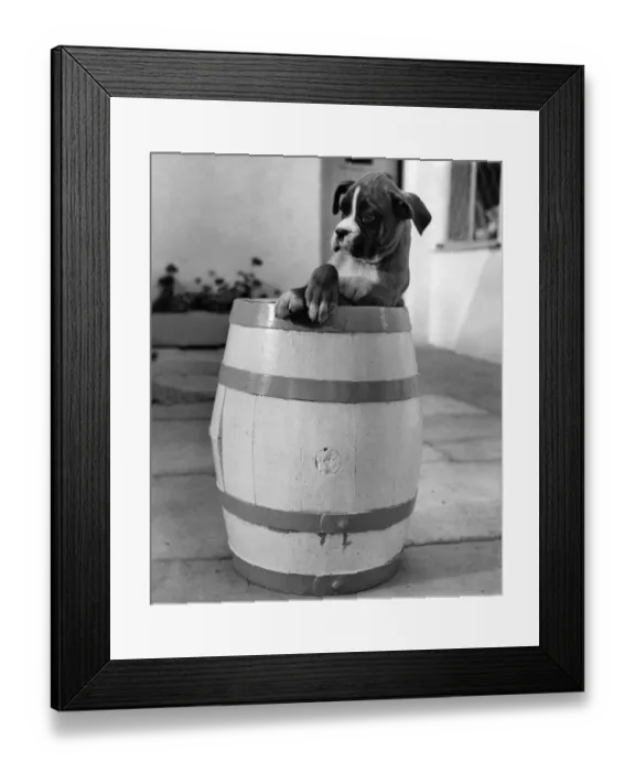 Framed Print : 8-weeks-old champion boxer puppy called George, who belongs to the kennels