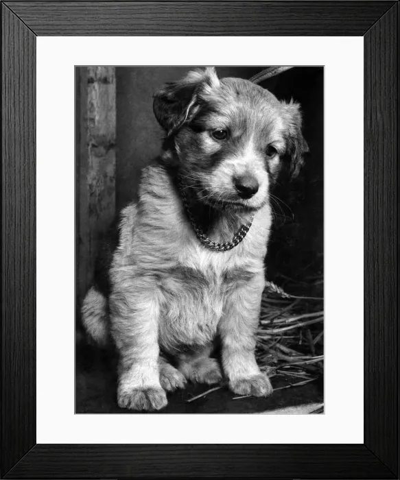 Framed Print : Crusoes Deserted: Robinson Crusoe was Abandoned in a cardboard box with a new lead Framed Print : Crusoes Deserted: Robinson Crusoe was Abandoned in a cardboard box with a new lead