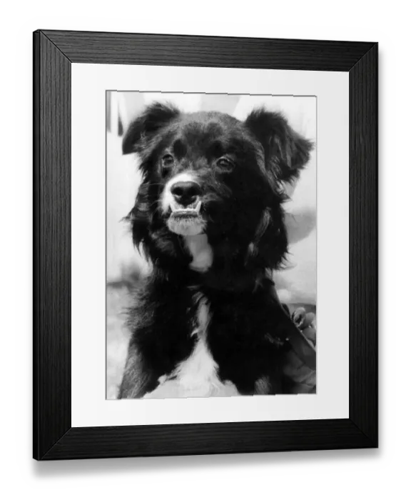 Framed Print : The Ugly Orphan: Bert the mongrel finds his face is his misfortune Framed Print : The Ugly Orphan: Bert the mongrel finds his face is his misfortune