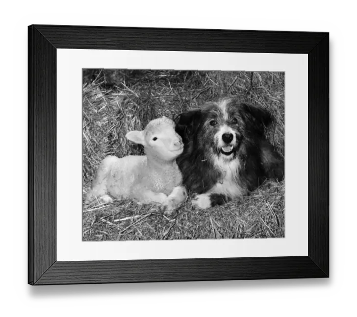 Framed Print : Mother Mutt!. Nell takes over as foster mother to the baby lamb. February 1980 P006051