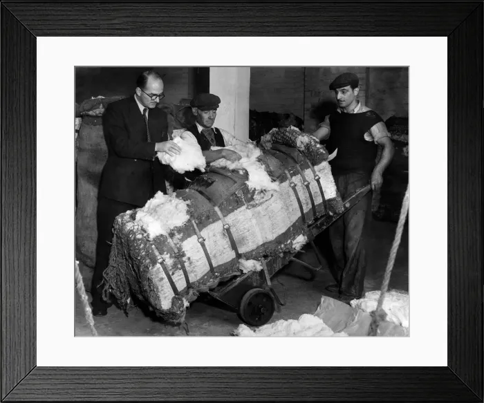 Framed Print : A cotton controller, Mr. Harold Doodson, examines one of the bales of cotton on arrival
