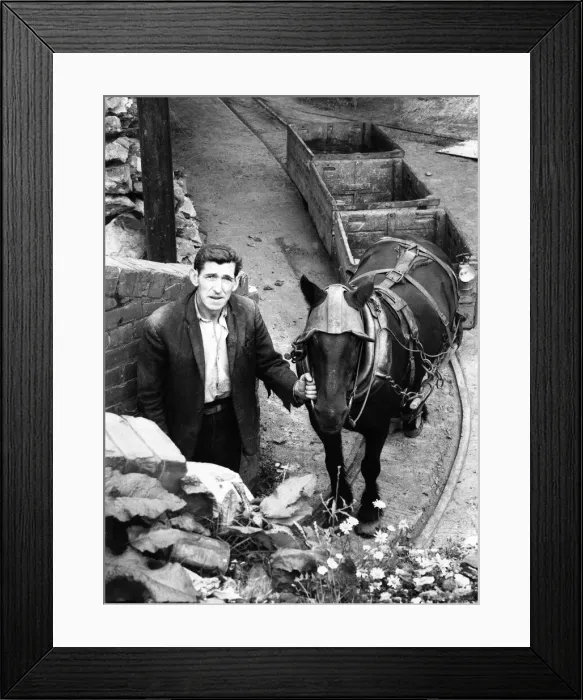 Framed Print : This is one of three ponies which haul clay to the surface being led to the mine for his Framed Print : This is one of three ponies which haul clay to the surface being led to the mine for his