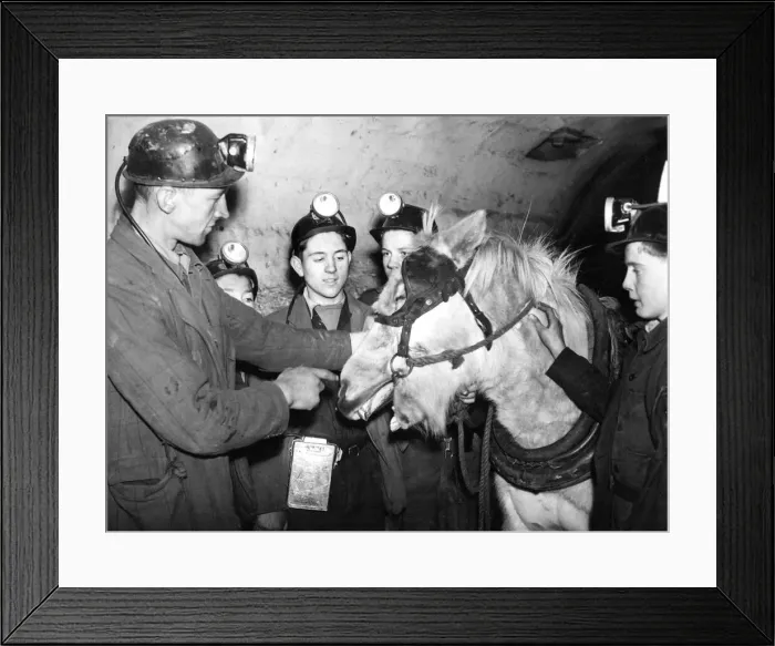 Framed Print : A class of trainees watches Instructor John Bell describe how to care for the animals