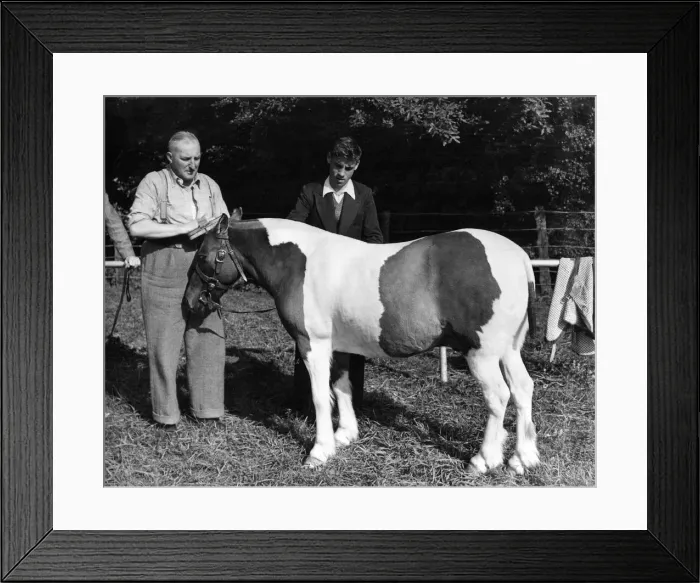 Framed Print : Paul the piebald pit pony, gets a wash and brush-up from Mr. L. Downie and Mr. W Framed Print : Paul the piebald pit pony, gets a wash and brush-up from Mr. L. Downie and Mr. W